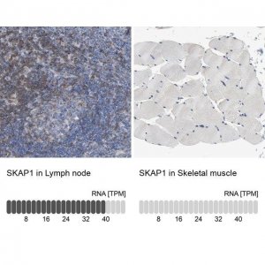 Anti-SKAP1 antibody produced in rabbit 