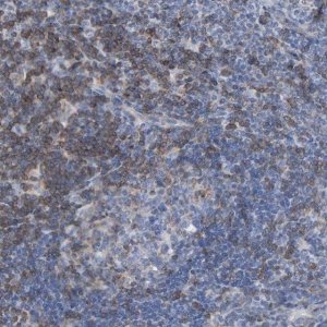 Anti-SKAP1 antibody produced in rabbit 