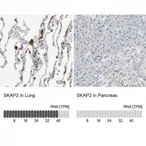 Anti-SKAP2 antibody produced in rabbit HPA005560-100UL