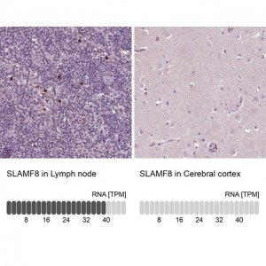 Anti-SLAMF8 antibody produced in rabbit 