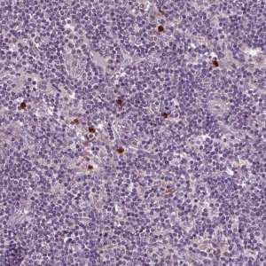 Anti-SLAMF8 antibody produced in rabbit 