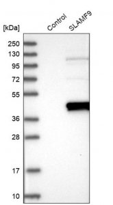 Anti-SLAMF9 antibody produced in rabbit HPA035153-100UL