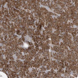 Anti-SLAMF9 antibody produced in rabbit HPA035153-100UL