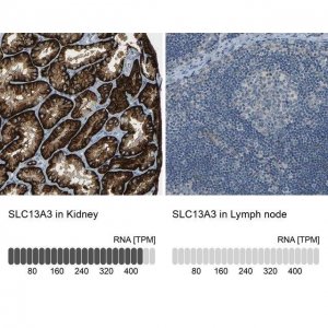 Anti-SLC13A3 antibody produced in rabbit 