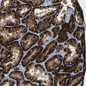 Anti-SLC13A3 antibody produced in rabbit 