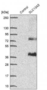 Anti-SLC13A5 antibody produced in rabbit 