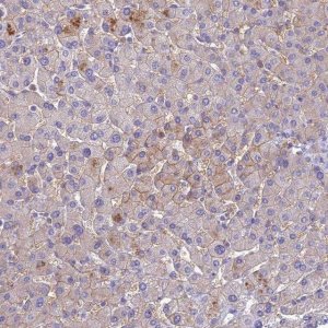 Anti-SLC13A5 antibody produced in rabbit 