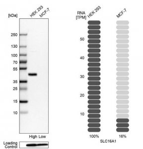 Anti-SLC16A1 antibody produced in rabbit 