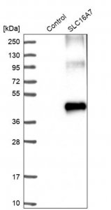 Anti-SLC16A7 antibody produced in rabbit 