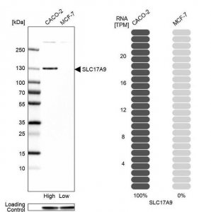 Anti-SLC17A9 antibody produced in rabbit HPA056499-100UL