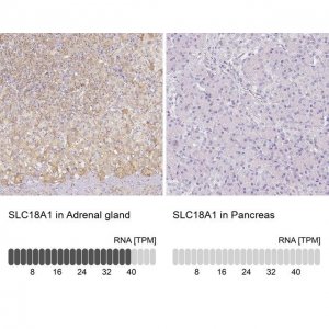 Anti-SLC18A1 antibody produced in rabbit 