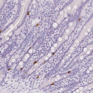 Anti-SLC18A1 antibody produced in rabbit 