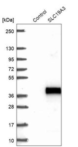 Anti-SLC19A3 antibody produced in rabbit 