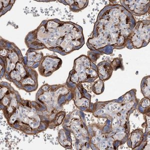 Anti-SLC19A3 antibody produced in rabbit 