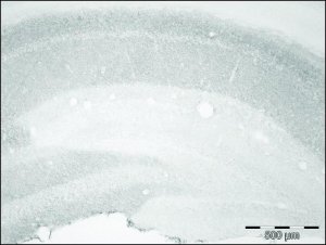 Anti-SLC1A1 (C-terminal) antibody produced in rabbit SAB4200386-200UL