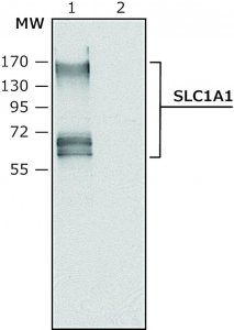 Anti-SLC1A1 antibody produced in rabbit SAB4200518-200UL
