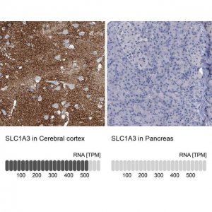 Anti-SLC1A3 antibody produced in rabbit 