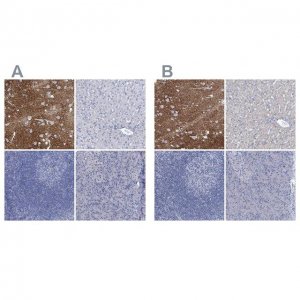 Anti-SLC1A3 antibody produced in rabbit 