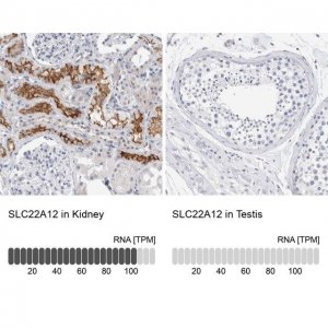 Anti-SLC22A12 antibody produced in rabbit 