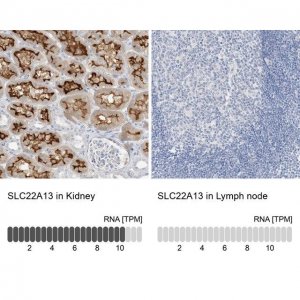 Anti-SLC22A13 antibody produced in rabbit 