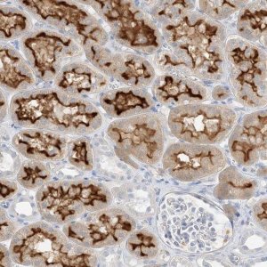 Anti-SLC22A13 antibody produced in rabbit 
