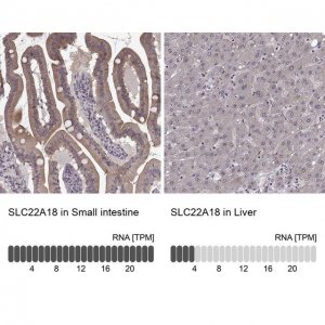 Anti-SLC22A18 antibody produced in rabbit 