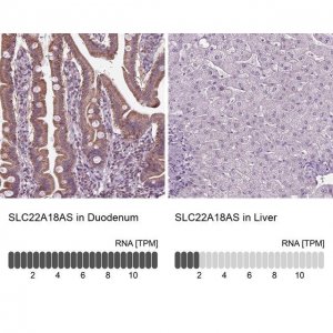Anti-SLC22A18AS antibody produced in rabbit 