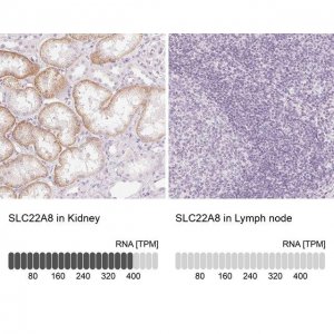 Anti-SLC22A8 antibody produced in rabbit 