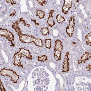 Anti-SLC23A1 antibody produced in rabbit 