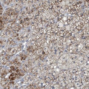 Anti-SLC26A11 antibody produced in rabbit 