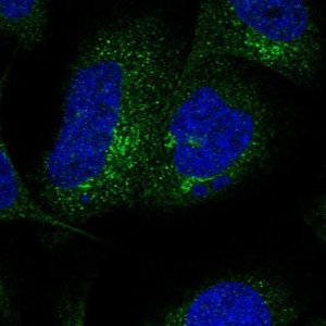 Anti-SLC26A11 antibody produced in rabbit 