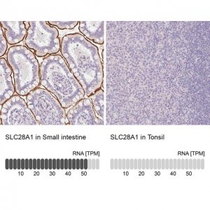 Anti-SLC28A1 antibody produced in rabbit 
