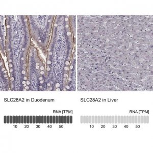 Anti-SLC28A2 antibody produced in rabbit 