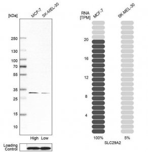 Anti-SLC29A2 antibody produced in rabbit 