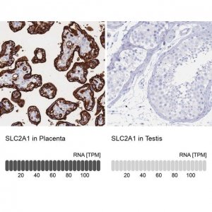 Anti-SLC2A1 antibody produced in rabbit 