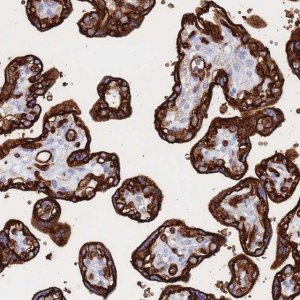 Anti-SLC2A1 antibody produced in rabbit 