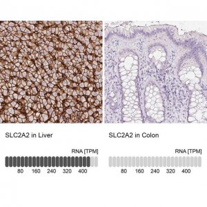 Anti-SLC2A2 antibody produced in rabbit 
