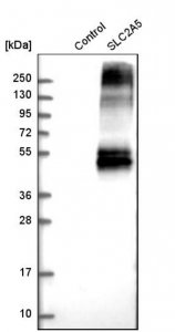 Anti-SLC2A5 antibody produced in rabbit 