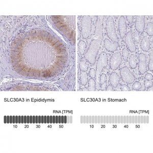 Anti-SLC30A3 antibody produced in rabbit 