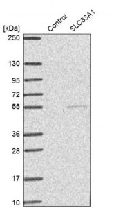 Anti-SLC33A1 antibody produced in rabbit 