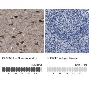 Anti-SLC35F1 antibody produced in rabbit 