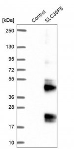 Anti-SLC35F5 antibody produced in rabbit 