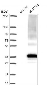 Anti-SLC35F6 antibody produced in rabbit 