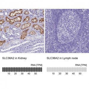 Anti-SLC36A2 antibody produced in rabbit 