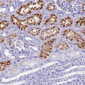 Anti-SLC36A2 antibody produced in rabbit 