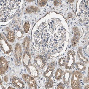 Anti-SLC36A4 antibody produced in rabbit 