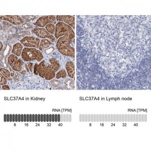 Anti-SLC37A4 antibody produced in rabbit 