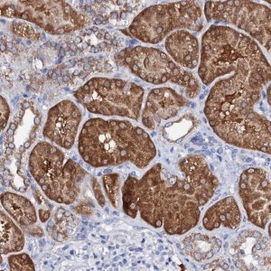 Anti-SLC37A4 antibody produced in rabbit 