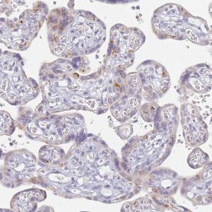 Anti-SLC38A9 antibody produced in rabbit 