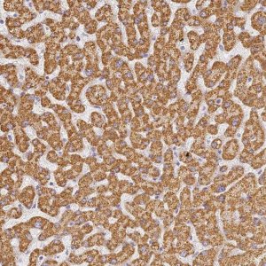 Anti-SLC38A9 antibody produced in rabbit 